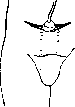 Penis: figure 16 from the 1928–1936 encyclopedia article