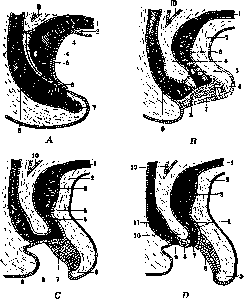 Penis: figure 1 from the 1928–1936 encyclopedia article