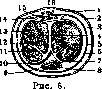 Penis: figure 5 from the 1928–1936 encyclopedia article