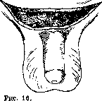 Penis: figure 13 from the 1928–1936 encyclopedia article