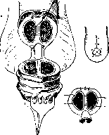 Penis: figure 12 from the 1928–1936 encyclopedia article