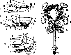 Sexual Organs: figure 3 from the 1928–1936 encyclopedia article