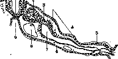 Body Cavities: figure 4 from the 1928–1936 encyclopedia article
