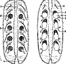 Body Cavities: figure 1 from the 1928–1936 encyclopedia article