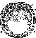 Body Cavities: figure 3 from the 1928–1936 encyclopedia article
