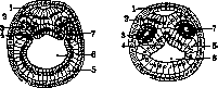 Body Cavities: figure 2 from the 1928–1936 encyclopedia article