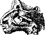 Paranasal Sinuses (air-containing sinuses, adjacent to the proper): figure 2 from the 1928–1936 encyclopedia article