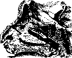 Paranasal Sinuses (air-containing sinuses, adjacent to the proper): figure 6 from the 1928–1936 encyclopedia article