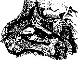 Paranasal Sinuses (air-containing sinuses, adjacent to the proper): figure 3 from the 1928–1936 encyclopedia article