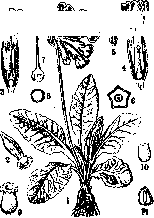 Primula: figure 1 from the 1928–1936 encyclopedia article