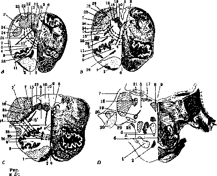 Medulla Oblongata: figure 5 from the 1928–1936 encyclopedia article