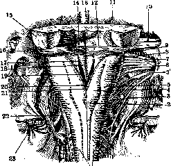 Medulla Oblongata: figure 2 from the 1928–1936 encyclopedia article