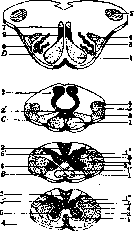 Medulla Oblongata: figure 4 from the 1928–1936 encyclopedia article