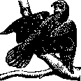Psittacosis: figure 1 from the 1928–1936 encyclopedia article