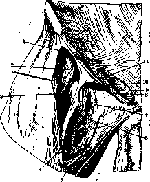 Poupart's Ligament: figure 1 from the 1928–1936 encyclopedia article