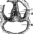 Umbilical Cord: figure 3 from the 1928–1936 encyclopedia article