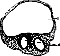 Umbilical Cord: figure 2 from the 1928–1936 encyclopedia article
