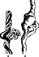 Umbilical Cord: figure 1 from the 1928–1936 encyclopedia article