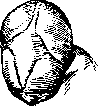 Prematurity: figure 2 from the 1928–1936 encyclopedia article
