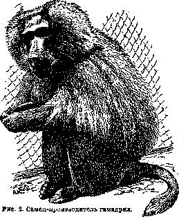 Monkeys: figure 2 from the 1928–1936 encyclopedia article