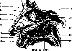 Nose: figure 3 from the 1928–1936 encyclopedia article