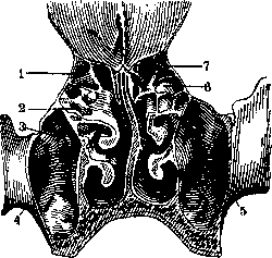 Nose: figure 5 from the 1928–1936 encyclopedia article