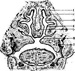 Nose: figure 1 from the 1928–1936 encyclopedia article
