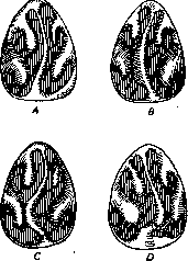 Nose: figure 7 from the 1928–1936 encyclopedia article
