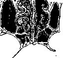 Nose: figure 6 from the 1928–1936 encyclopedia article