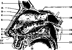 Nose: figure 4 from the 1928–1936 encyclopedia article