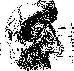 Nose: figure 2 from the 1928–1936 encyclopedia article