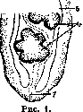Opisthorchiasis: figure 2 from the 1928–1936 encyclopedia article