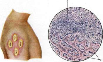 Optical Activity: figure 5 from the 1928–1936 encyclopedia article