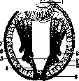 Organ: figure 1 from the 1928–1936 encyclopedia article