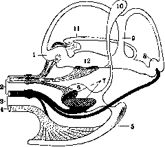 Otolith Apparatus: figure 5 from the 1928–1936 encyclopedia article