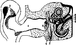 Otolith Apparatus: figure 1 from the 1928–1936 encyclopedia article