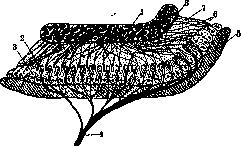 Otolith Apparatus: figure 4 from the 1928–1936 encyclopedia article