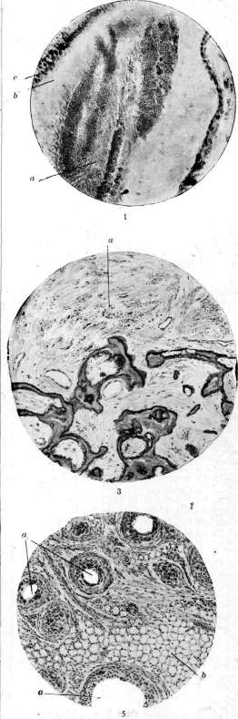 Otolith Apparatus: figure 6 from the 1928–1936 encyclopedia article