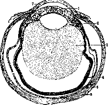 Ophthalmia: figure 1 from the 1928–1936 encyclopedia article