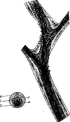 Aggregate State: figure 5 from the 1928–1936 encyclopedia article