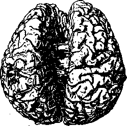Agenesia of the Central Nervous System: figure 1 from the 1928–1936 encyclopedia article