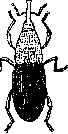 Granary Weevil: figure 1 from the 1928–1936 encyclopedia article