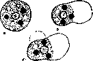 Amoeboid Movements: figure 1 from the 1928–1936 encyclopedia article