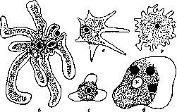 Amoebas: figure 1 from the 1928–1936 encyclopedia article