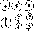 Amoebas: figure 7 from the 1928–1936 encyclopedia article