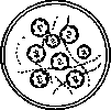 Amoebas: figure 6 from the 1928–1936 encyclopedia article
