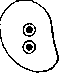 Amoebas: figure 8 from the 1928–1936 encyclopedia article