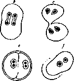 Amoebas: figure 10 from the 1928–1936 encyclopedia article