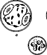 Amoebas: figure 5 from the 1928–1936 encyclopedia article