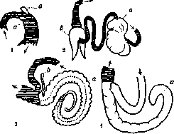 Appendix: figure 2 from the 1928–1936 encyclopedia article